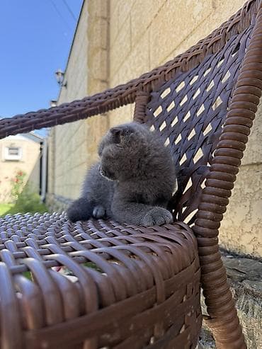 кот манчкин: Шотландский вислоухий котёнок Мальчик, 2 месяца Идеален для семей с — 4