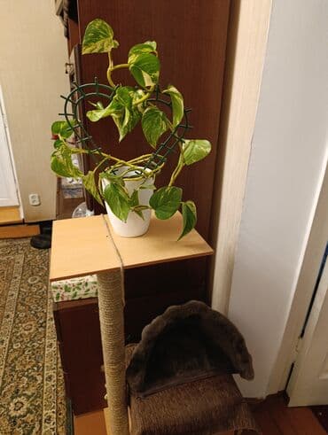 комнатные растения из голландии в бишкек каталог: Комнатные растения - хлорофитумы кудрявые, плющи вариегатные, кливия — 8