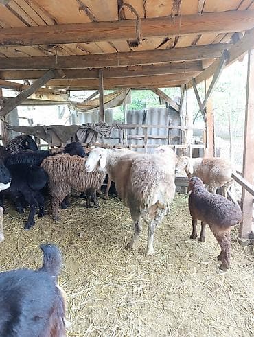 Продаю | Овца (самка) | Полукровка | На забой | Матка