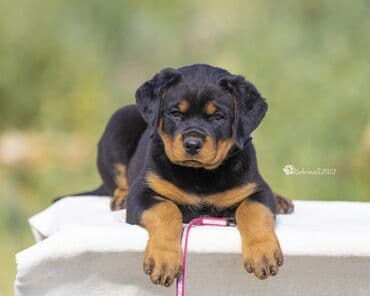 кабели синхронизации value: Щенки ротвейлера. Полный пакет документов. Прививки по возрасту. Есть — 4