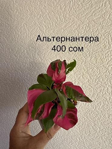 70 сом: Укоренённые черенки растений от 150-300 сом — 2