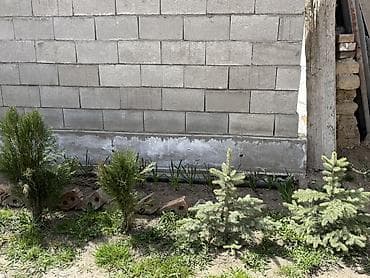 черенки туя: Молодые хвойные саженцы для озеленения участка. - Породы: ель — 2