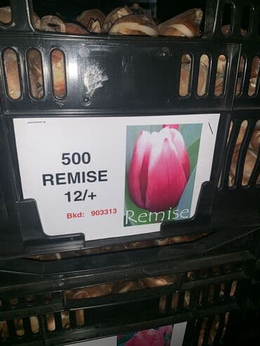 тюльпан оптом бишкек: Принимаем заказы на луковицу тюльпана, гиацинта, крокуса — 8