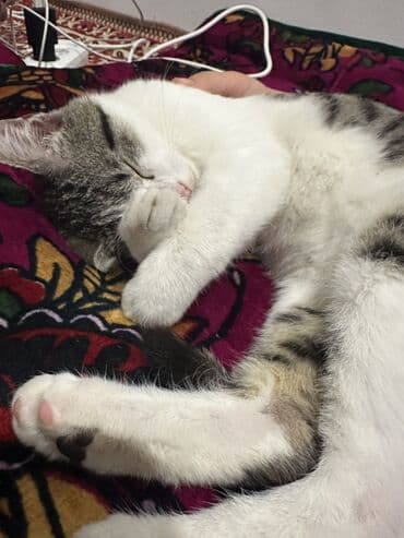 ош котята: Беспородная, 4 месяца, Мальчик, Биколор, Приучена к лотку, Проглистована, С прививками — 5