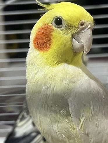 бездомные кошки: 🦜 Продаются кореллы с клеткой Белый мальчик и серая девочка. Очень — 4