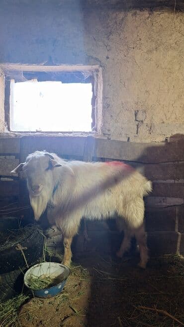 коровы молочной породы купить: Продаю | Козёл (самец) | Для разведения | Племенные — 2