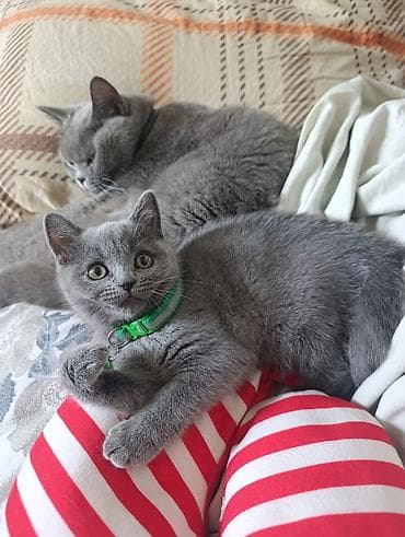 Британская короткошёрстная, 2 месяца, Девочка, Серый, Приучена к лотку