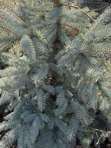 семена голубой ели купить: Ель колючая (Picea pungens), голубая форма — декоративные саженцы для — 3