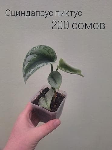 кочот карлик: • Комнатные растения (укоренённые черенки/детки/молодые — 4