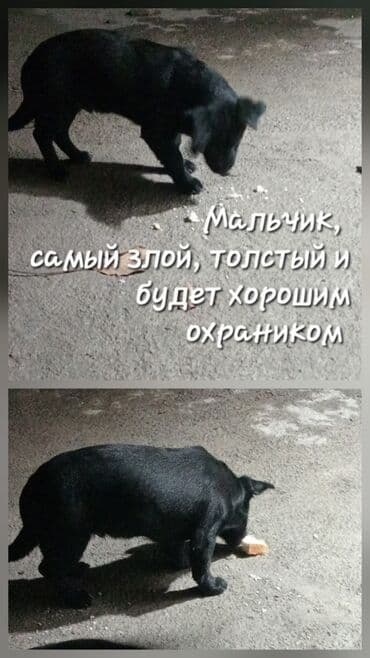 собака питбуль: Отдам в хорошие руки щенков 5 штук от мамы Корги и папы двортерьер — 3