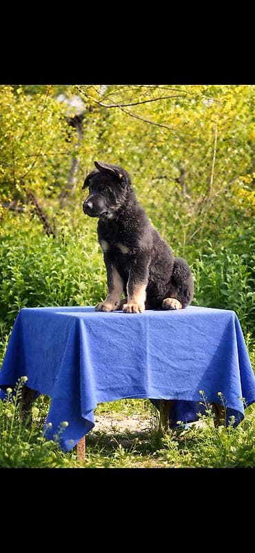 чистый алабай: Питомник «Верное Сердце» — щенки восточноевропейской овчарки (ВЕО) — 5