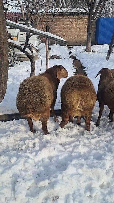 Dacia: 8.9 месяц — 6