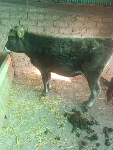 дом животных: Продаю | Тёлка | Полукровка | На откорм | Привязанные — 4