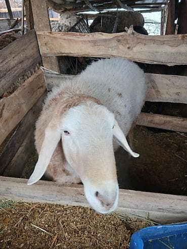 ит аттары: Сатам | Кочкор (эркек) | Аргын | Көбөйтүү үчүн | Жасалма жол менен боозутуу — 1