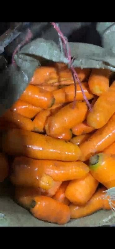 оптовые цены продуктов питания: Морковь Оптом — 1