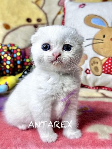 scottish fold: Чистопородные шотландские котята от красивой привозной пары (Россия) — 4