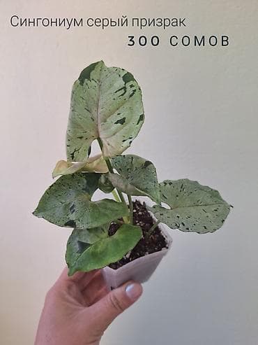 осень весна: 🌿 Комнатные цветы (укоренённые черенки/молодые растения). 🌸 Названия — 7
