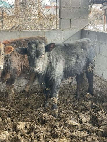 Toyota: Продаю | Бык (самец) | Ангус | На откорм | Привязанные — 1