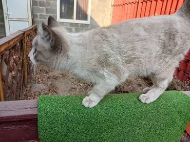 ошейник для кота: Пристраиваю молодого котика, мальчик, возраст примерно месяцев 5-5,5 — 3