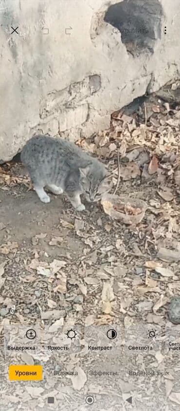 влажный корм для кошек: Кошка даром: Беспородная, Мальчик — 1