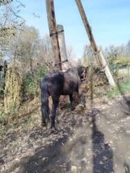 хомяк домашний купить: Продаю | Конь (самец) | Рабочий | Мерин — 4