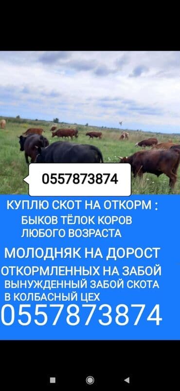 Куплю | Коровы, быки, Лошади, кони, Другие с/х животные | Круглосуточно, Забитый, На забой, на мясо