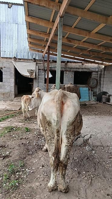 оптом бука: Продаю | Корова (самка) | Для молока | Привязанные — 6