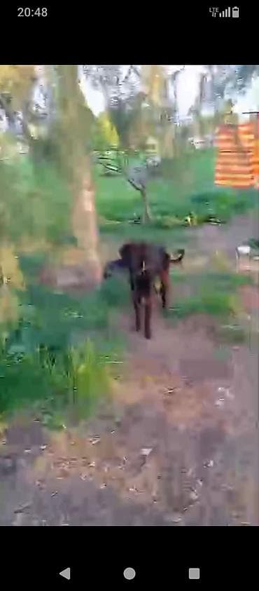 когучкон бишкек: Тайган, 2 жаш, Эркек, Эмделген — 4