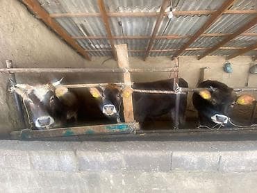 Продаю | Корова (самка) | Для разведения | Нетель