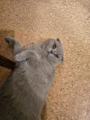 Кошка даром: Скотиш Фолд (Шотландская вислоухая), Девочка — 4