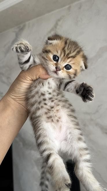 котята скоттиш страйт: Шотландские котята (вислоухий/страйт) от породистой кошки Родились 7 — 10