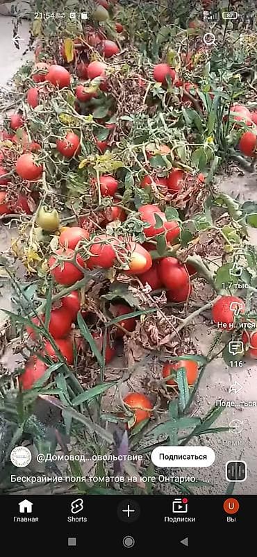 стаканчики для пикировки рассада: Рассада — 2