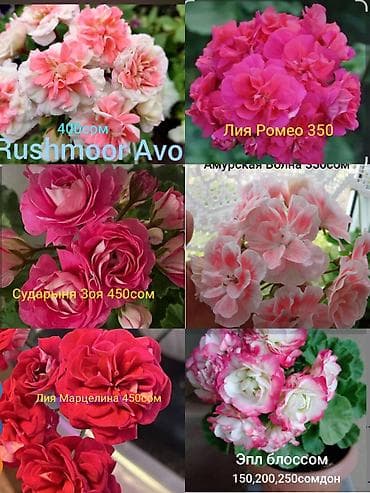 51 роза: Пеларгонии (герани) редких сортов в горшках. Яркие махровые соцветия — 1