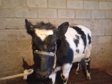 Собаки: Продаю | Тёлка | Бельгийская | На откорм, На забой, Для разведения | Искусственник — 2