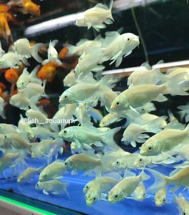 продаю рыбы: Новое поступление золотых рыбок! Разные виды! Коя платина вуаль также — 3