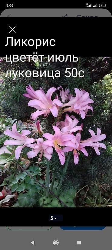 Дербенник цветение продолжительное высота 1,2 куст 250,Барбарис — 6