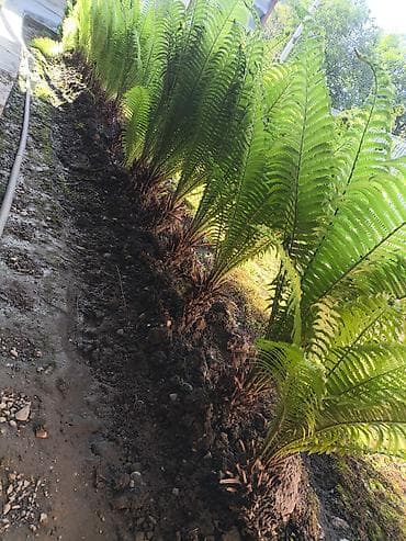 дорого: Папоротник для ландшафтного озеленения - Вид: декоративный наземный — 1