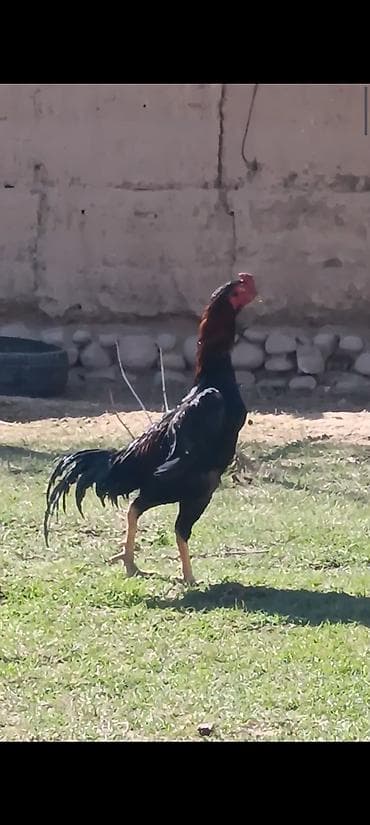 куплю хомяка с клеткой: Продаю | Петух | Бойцовая | Для разведения — 3