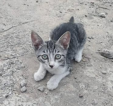 Отдам котят даром в добрые руки. Котята от уличной кошки, принесла их