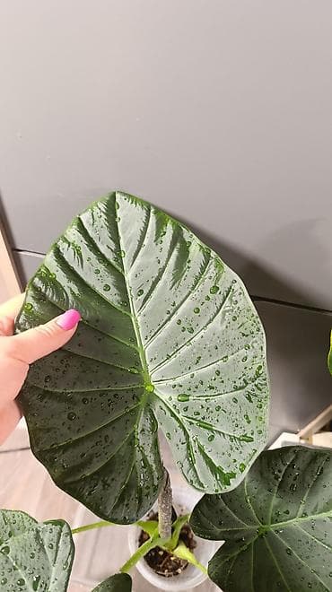 цветы алоказия: Алоказия Решал Шилдс (Alocasia RegalShilds)— декоративно-лиственное — 2