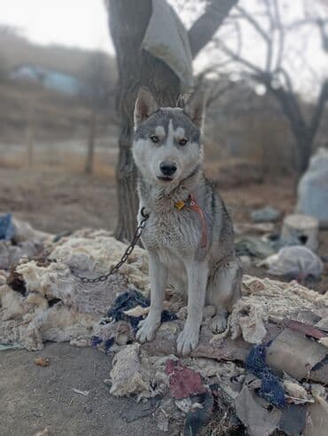 акустические системы dsp колонка в виде собак: Хаски, 6 месяцев, Самец — 3