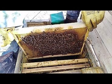 Другие продукты питания: Куплю пчелы, семьи пчел. нужно до 100 семей — 2