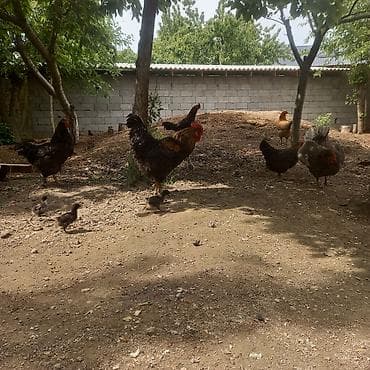 куры живые: Продаю | Куры | Домашняя | Несушки — 9