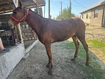 собака хмонг купить: Продаю | Жеребенок | Рабочий | Племенные — 4