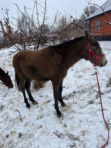 собака дом: Продаю | Жеребенок — 5