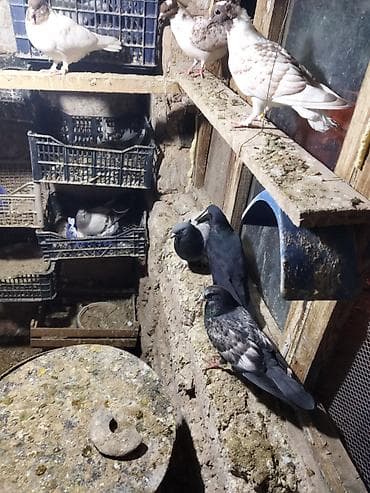 продаю кролов: Продаю голубей,головастики,пакистанцы,такла,или меняю на корм — 9