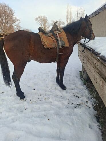 Айыл-чарба жаныбарлары: Сатам | Жылкы (эркек) | Жумушка — 1