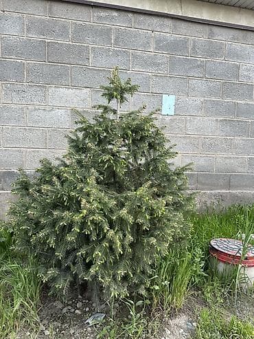 свечка: Ель (вероятно, канадская/серая, Picea glauca), компактная — 4