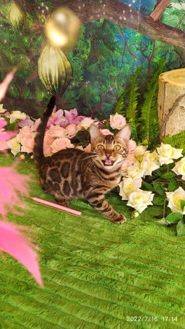 новорожденные котята: Красивейшие бенгальские котята. большие четкие розетки .контрастный — 15