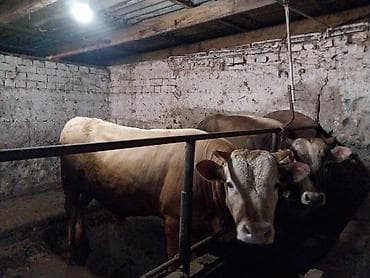 быки 1 5 года: Продаю | Бык (самец) — 5